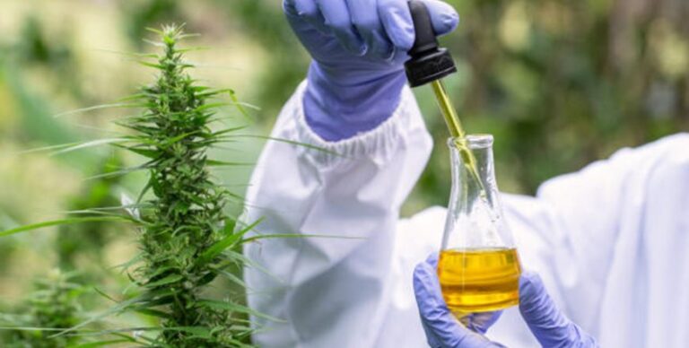 Lee más sobre el artículo Cannabis Medicinal e Industrial