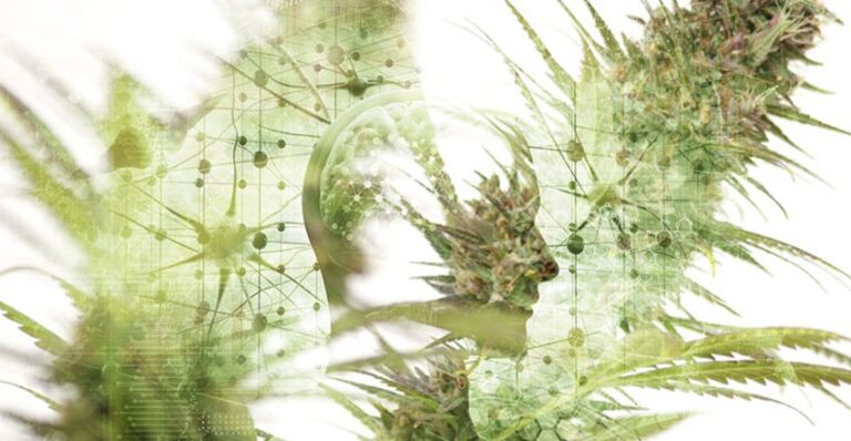 Lee más sobre el artículo Cannabis medicinal e industrial. Introducción. Aspectos Médicos