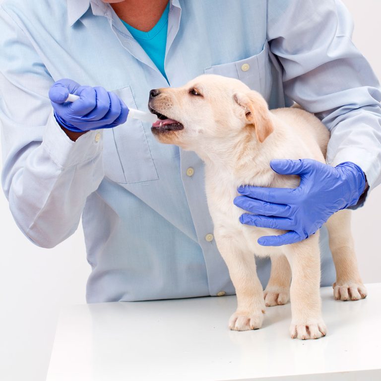 Lee más sobre el artículo Asuntos Regulatorios en la Industria Veterinaria en Argentina
